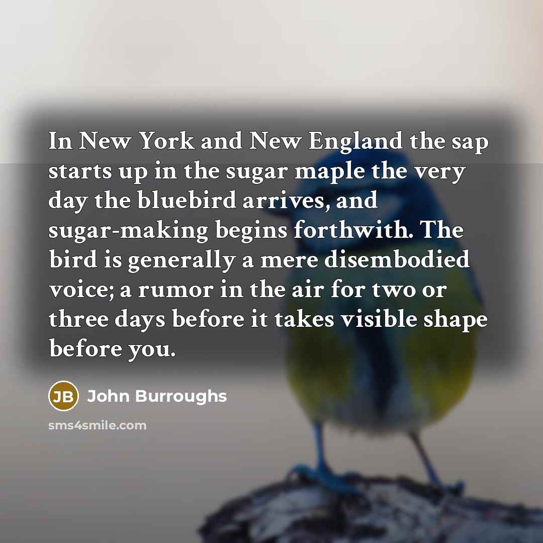 “In New York and New England the sap starts up…” quote by John Burroughs