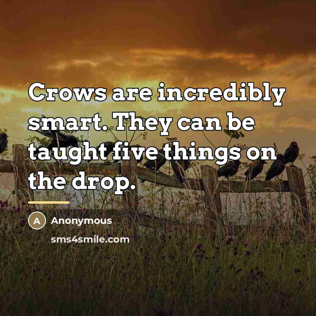 “Crows are incredibly smart. They can be taught five things…” quote by Anonymous