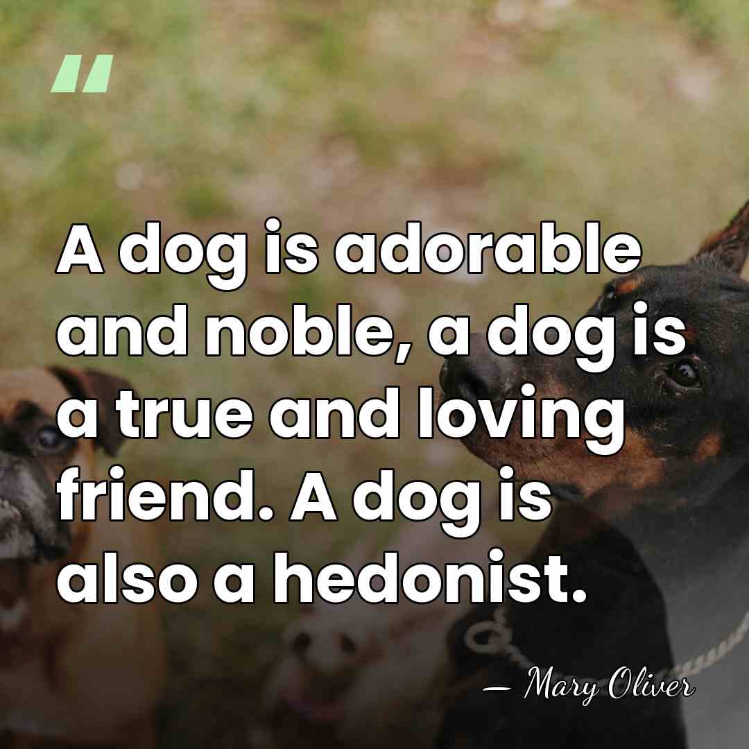 A dog is adorable and noble, a dog is a true and&hellip; - Mary Oliver
