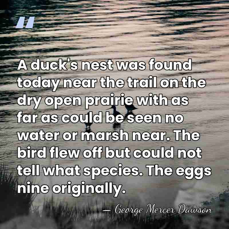 A duck's nest was found today near the trail on the dry&hellip; - George Mercer Dawson