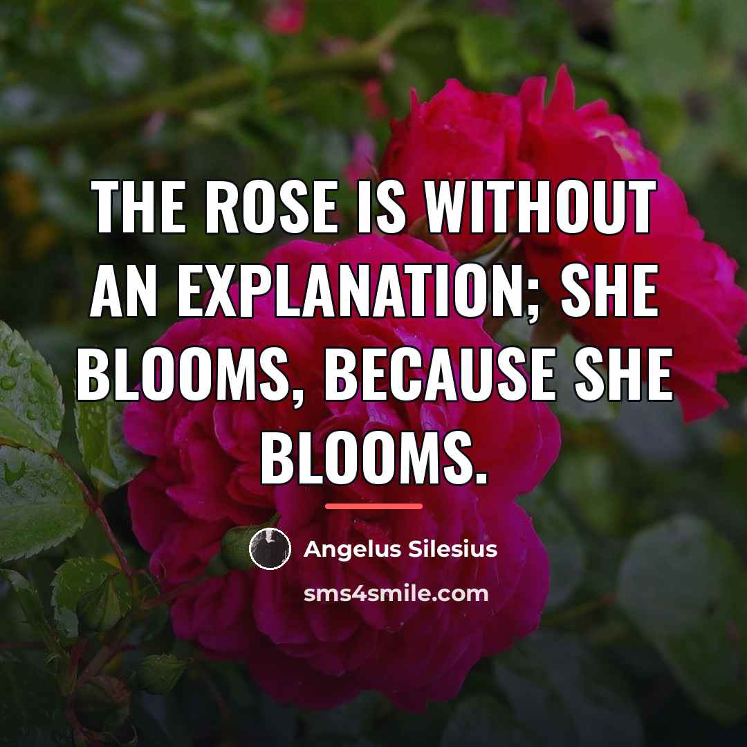 “The Rose is without an explanation; She blooms, because She…” quote by Angelus Silesius