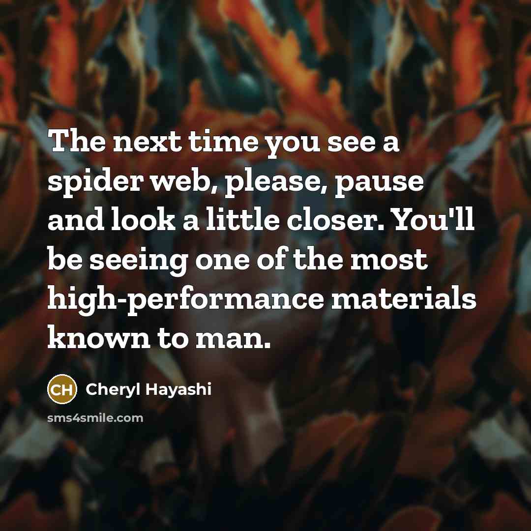 “The next time you see a spider web, please, pause…” quote by Cheryl Hayashi