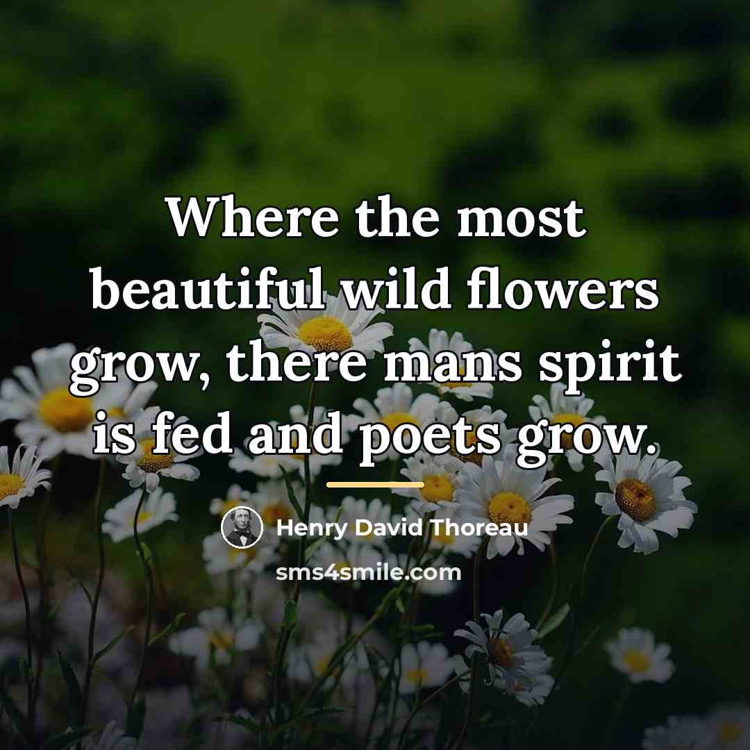 “Where the most beautiful wild flowers grow, there mans spirit…” quote by Henry David Thoreau