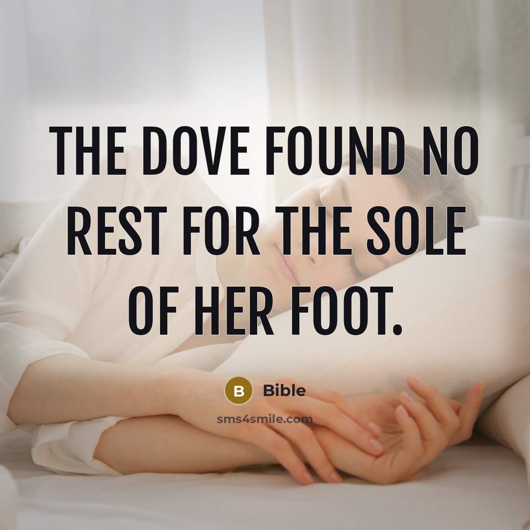 “The dove found no rest for the sole of her foot.” quote by Bible