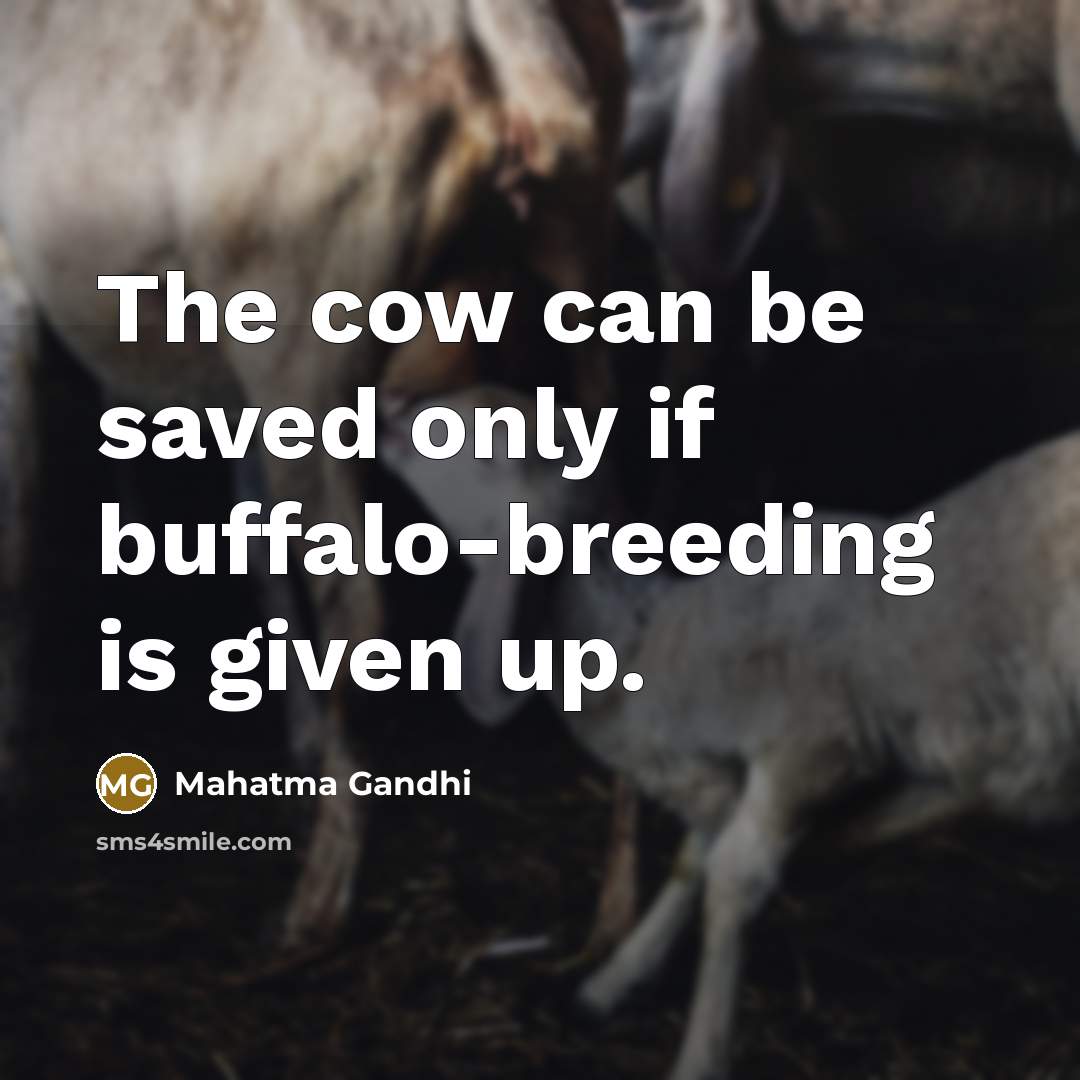 “The cow can be saved only if buffalo-breeding is given…” quote by Mahatma Gandhi