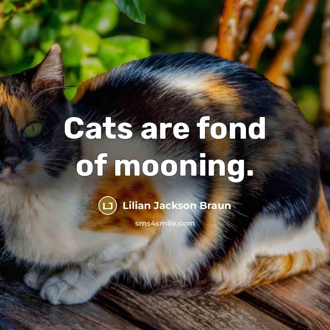 “Cats are fond of mooning.…” quote by Lilian Jackson Braun