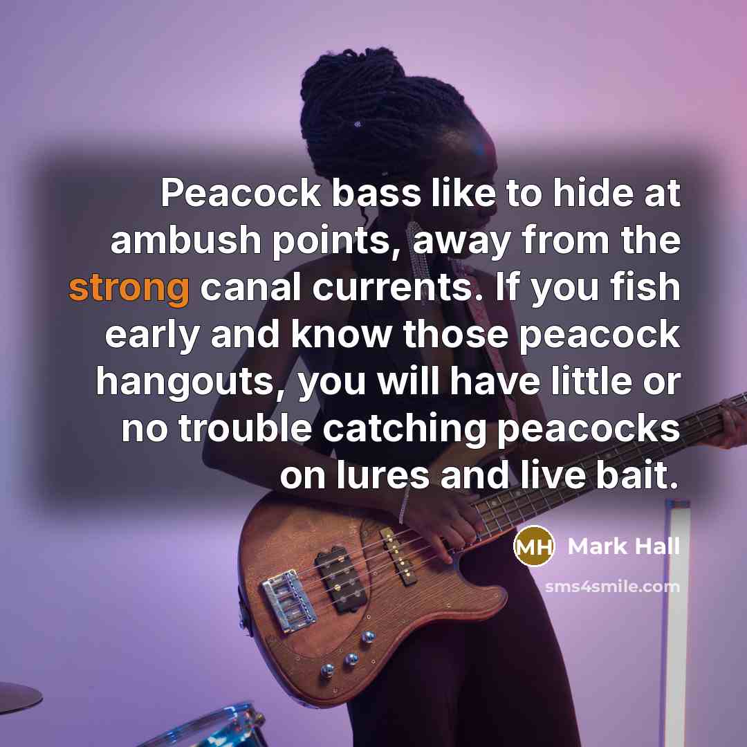 “Peacock bass like to hide at ambush points, away from…” quote by Mark Hall