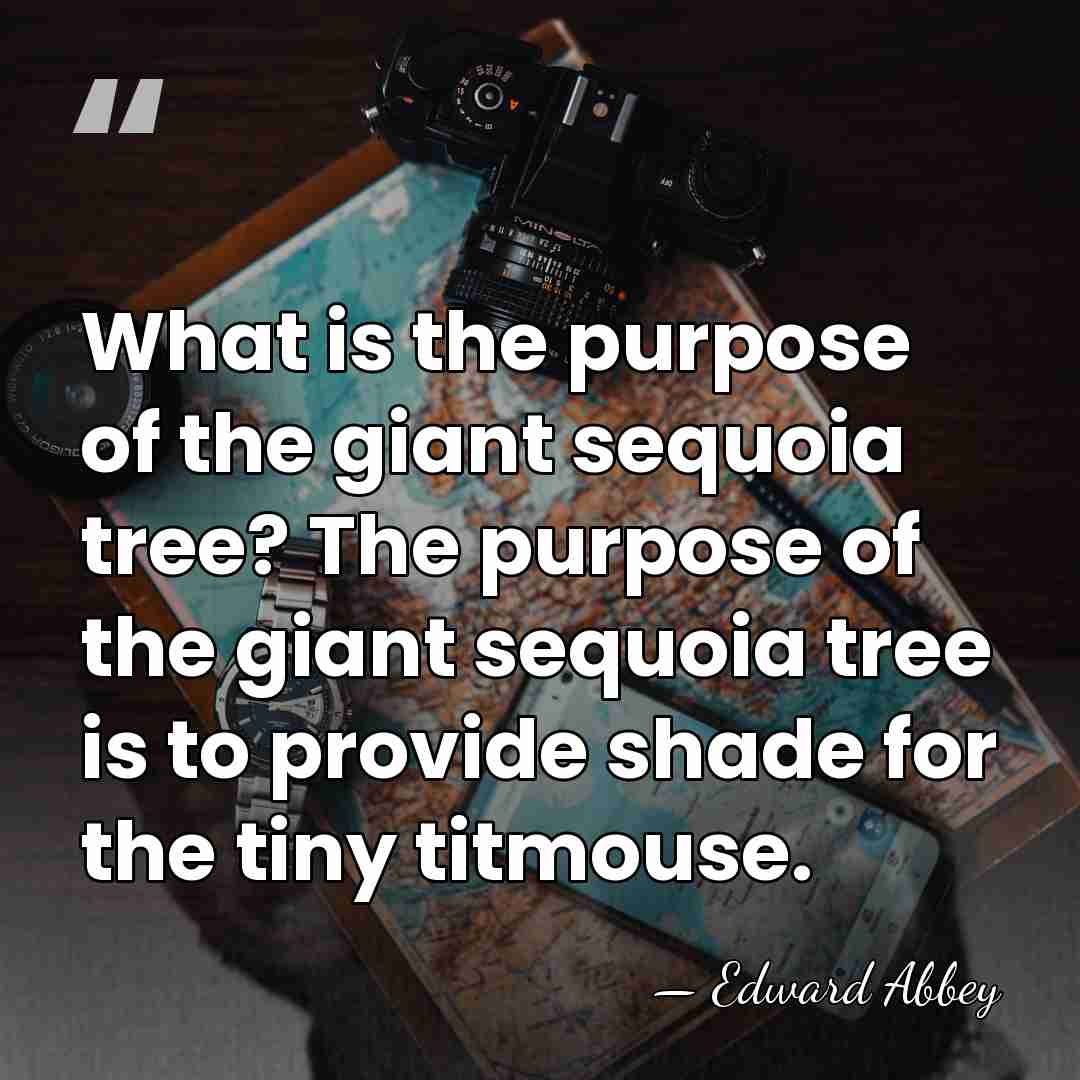 What is the purpose of the giant sequoia tree? The purpose of&hellip; - Edward Abbey