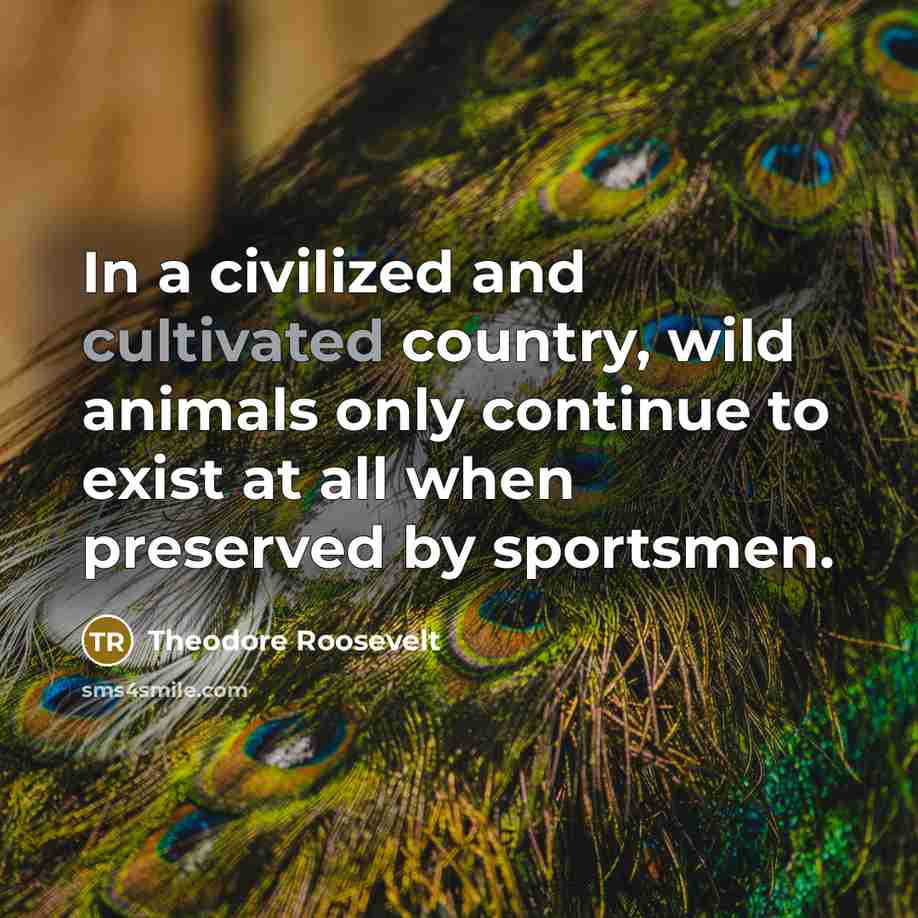 “In a civilized and cultivated country, wild animals only continue…” quote by Theodore Roosevelt