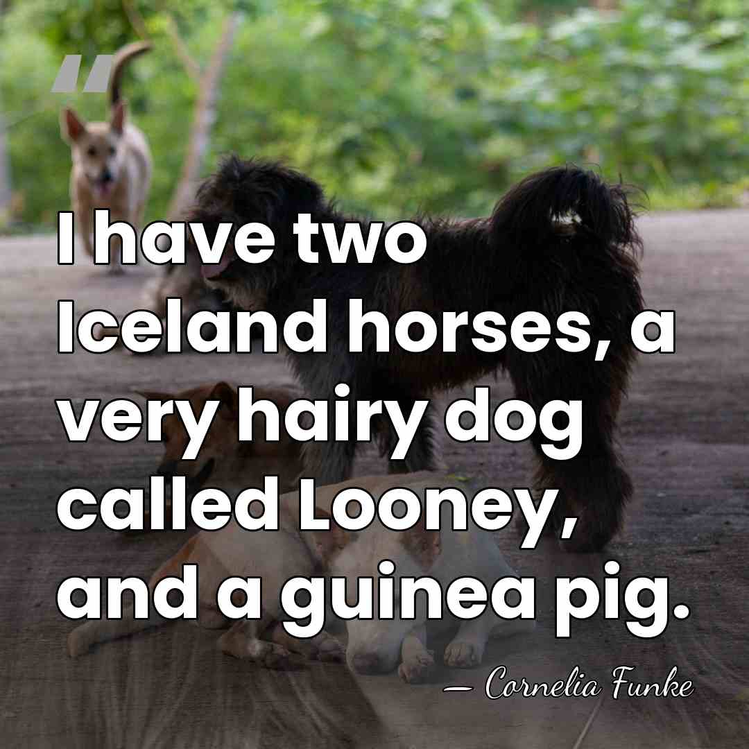 I have two Iceland horses, a very hairy dog called Looney, and&hellip; - Cornelia Funke
