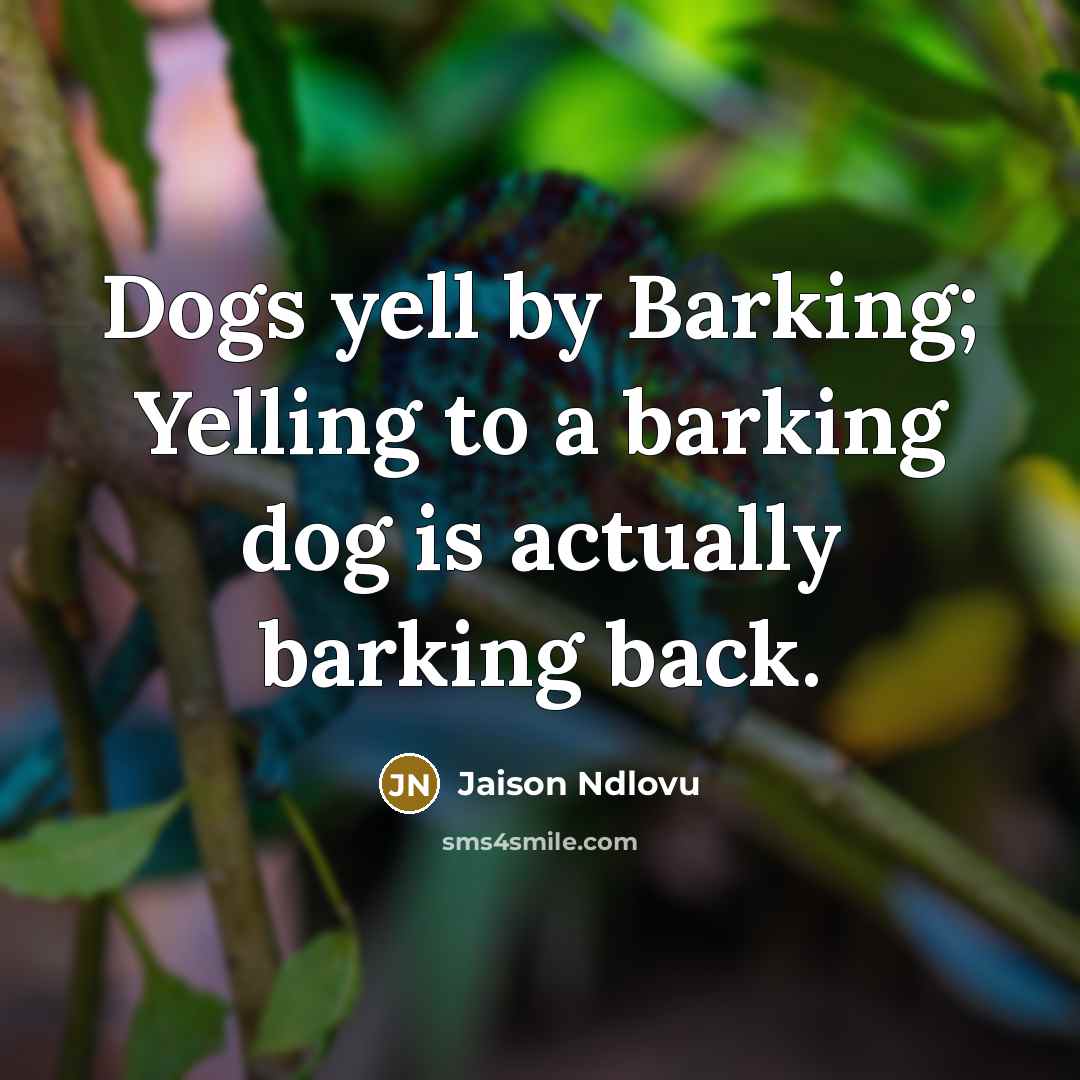 “Dogs yell by Barking; Yelling to a barking dog is actually barking back.” quote by Jaison Ndlovu