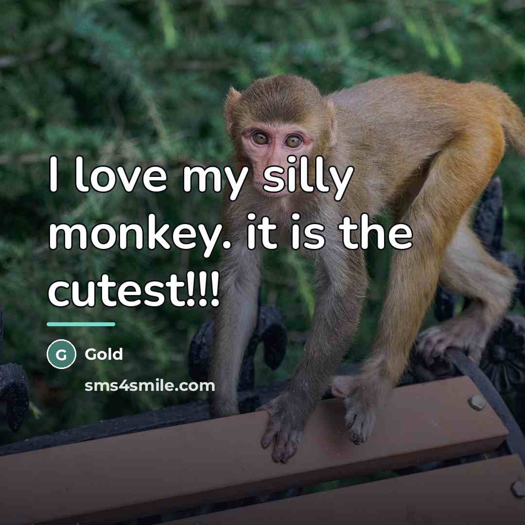 “I love my silly monkey. it is the cutest!!!…” quote by Gold