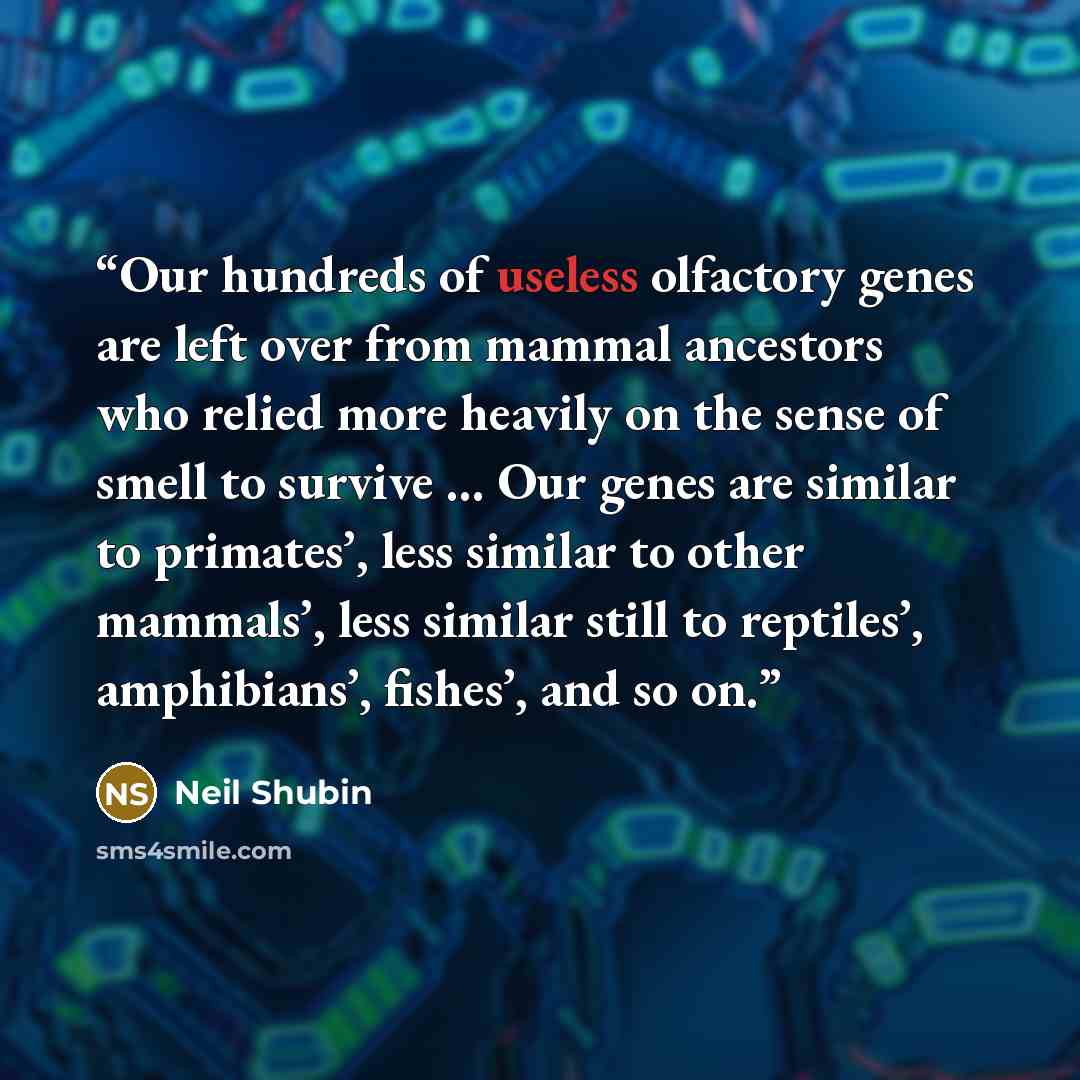 “Our hundreds of useless olfactory genes are left over from mammal ancestors who relied more heavily on the sense of smell to survive ... Our genes are similar to primates’, less similar to other mammals’, less similar still to reptiles’, amphibians’, fishes’, and so on.” quote by Neil Shubin