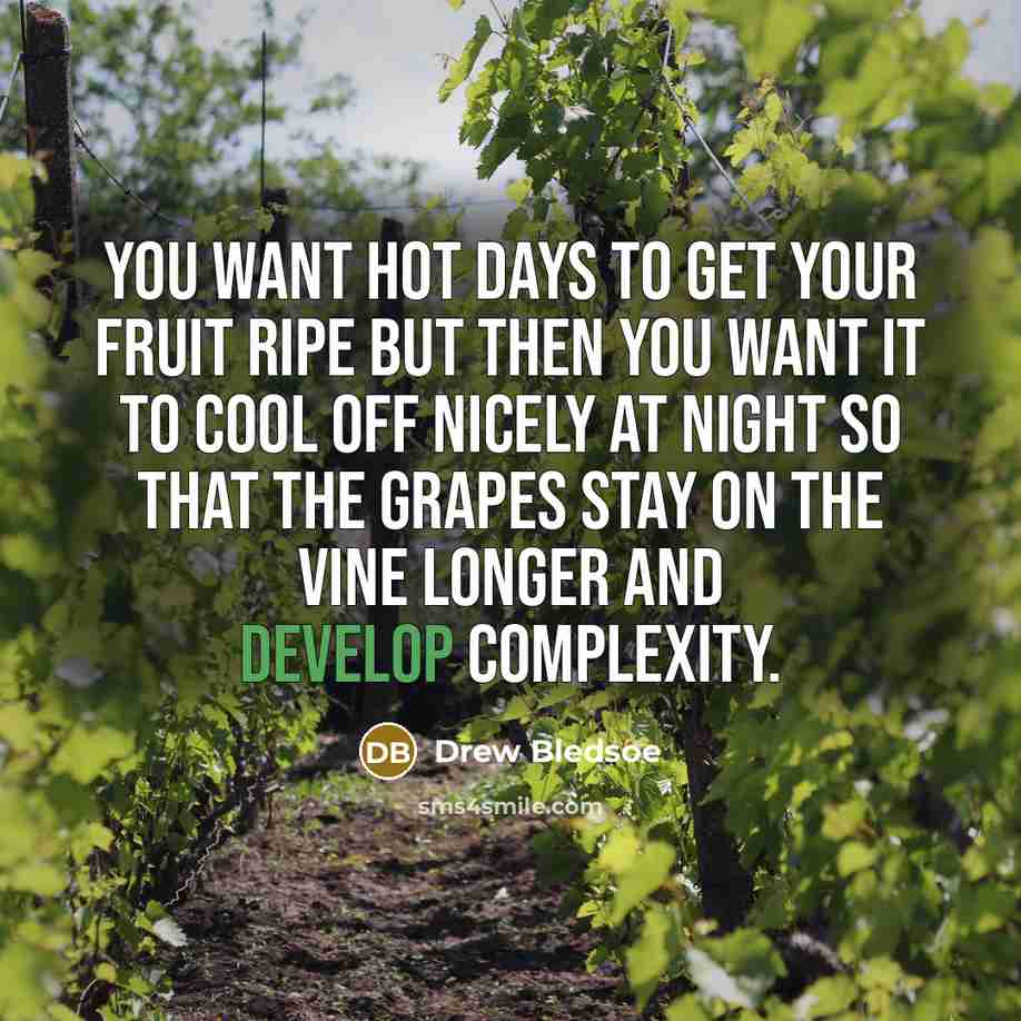 “You want hot days to get your fruit ripe but…” quote by Drew Bledsoe