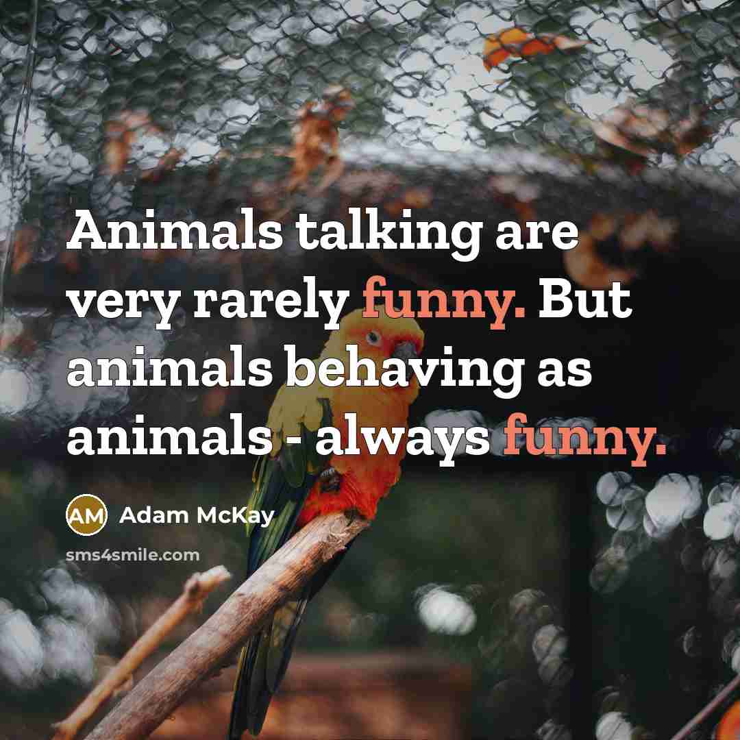 “Animals talking are very rarely funny. But animals behaving as…” quote by Adam McKay