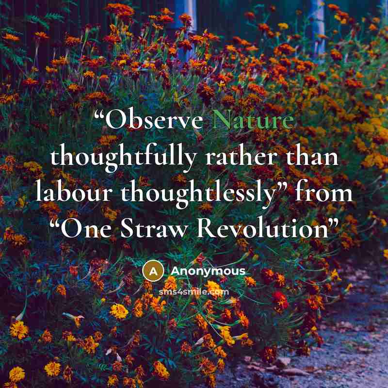 “Observe Nature thoughtfully rather than labour thoughtlessly” from “One Straw Revolution” quote by Anonymous