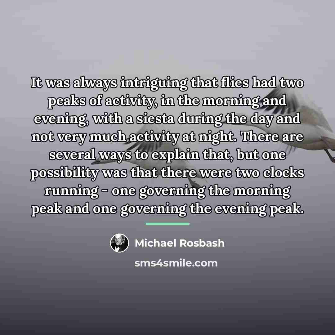 “It was always intriguing that flies had two peaks of…” quote by Michael Rosbash