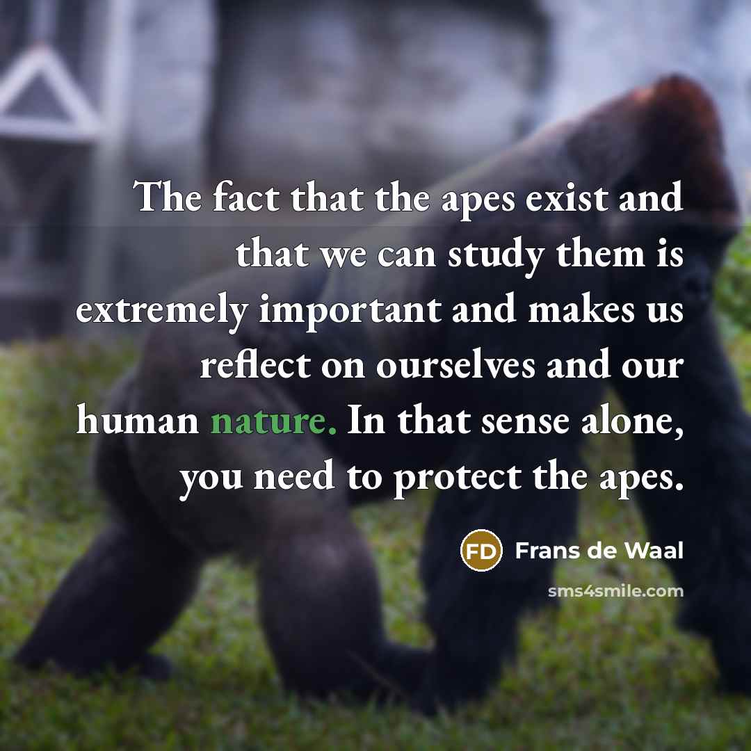 “The fact that the apes exist and that we can…” quote by Frans de Waal