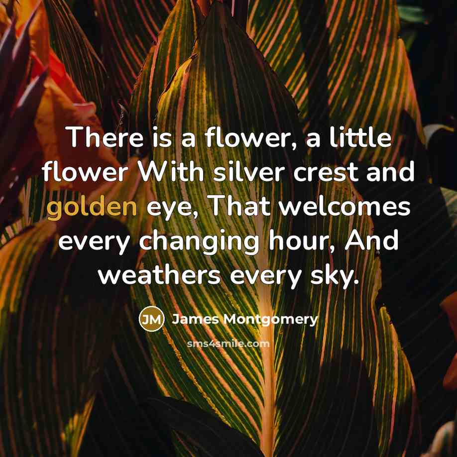 “There is a flower, a little flower With silver crest…” quote by James Montgomery