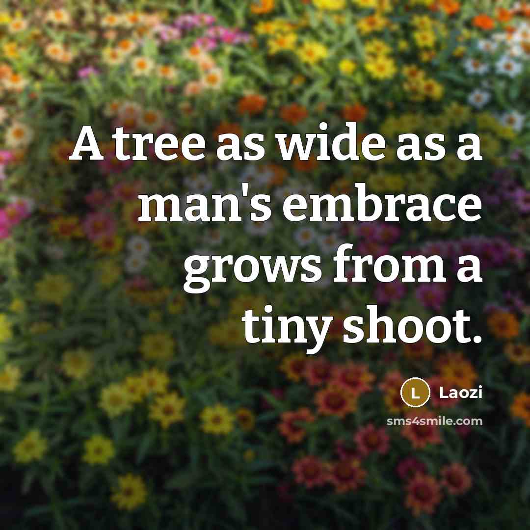 “A tree as wide as a man's embrace grows from…” quote by Laozi