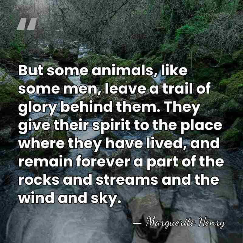 But some animals, like some men, leave a trail of glory behind&hellip; - Marguerite Henry
