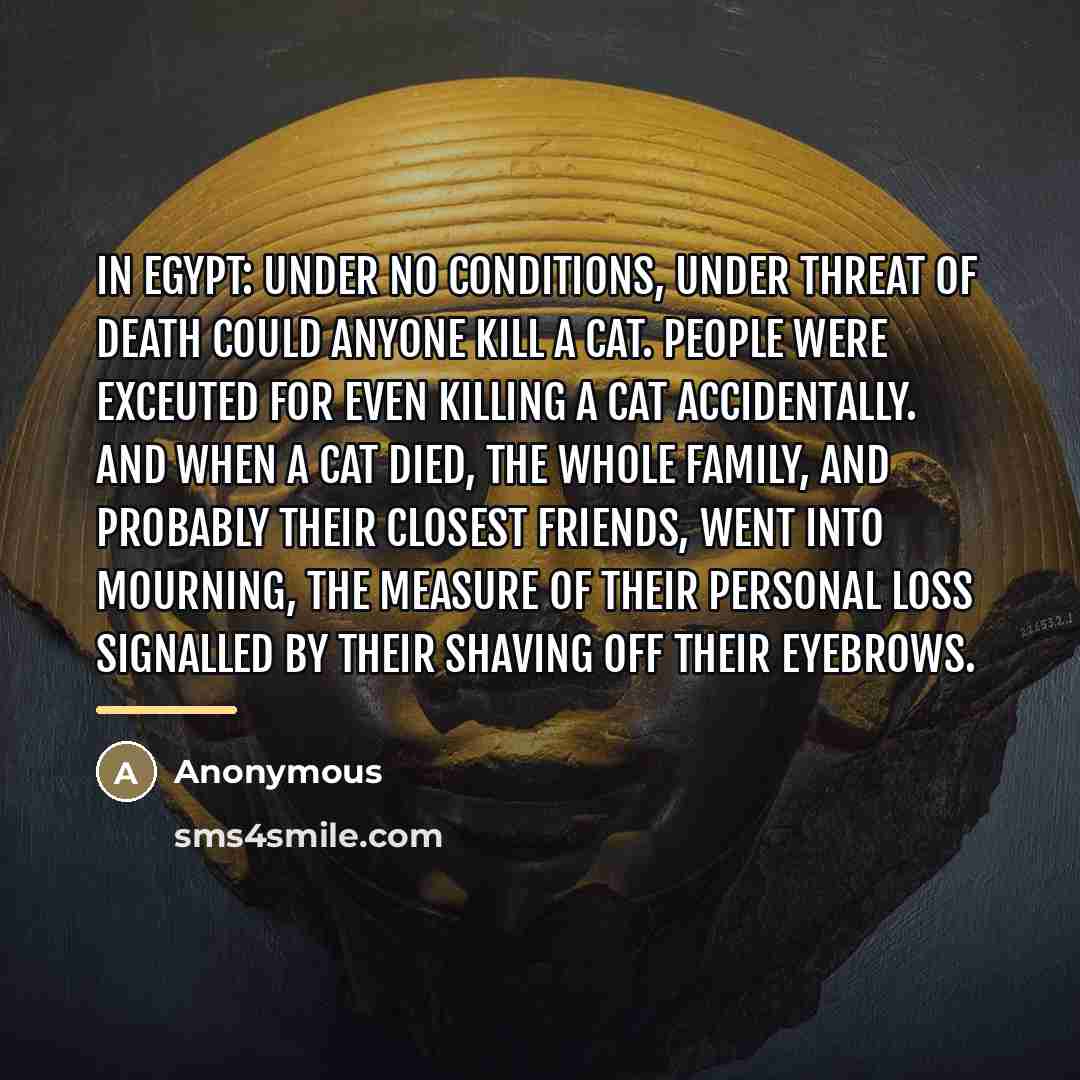 “In Egypt: Under no conditions, under threat of death could…” quote by Anonymous