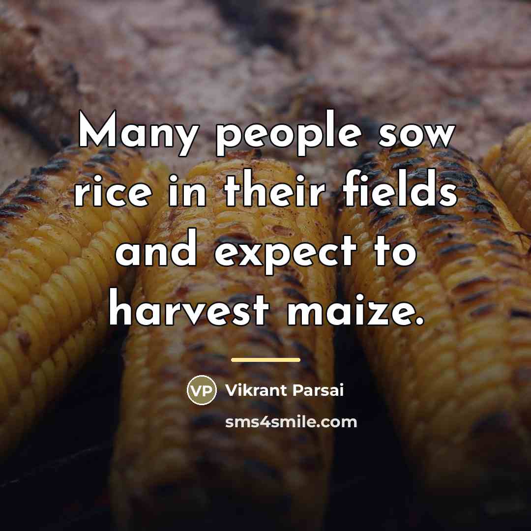 “Many people sow rice in their fields and expect to…” quote by Vikrant Parsai