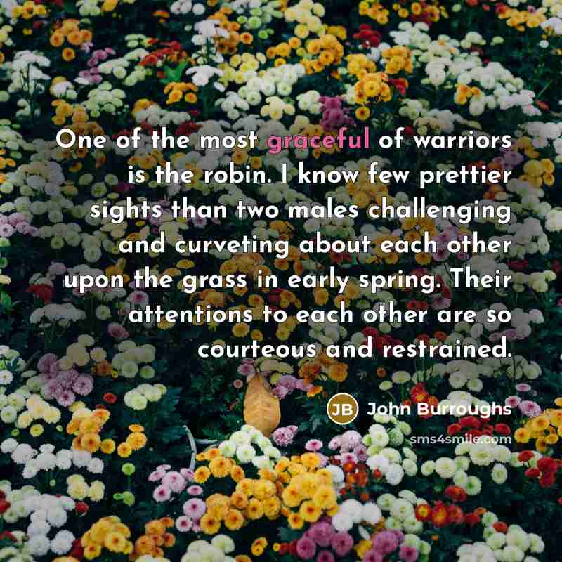 “One of the most graceful of warriors is the robin.…” quote by John Burroughs