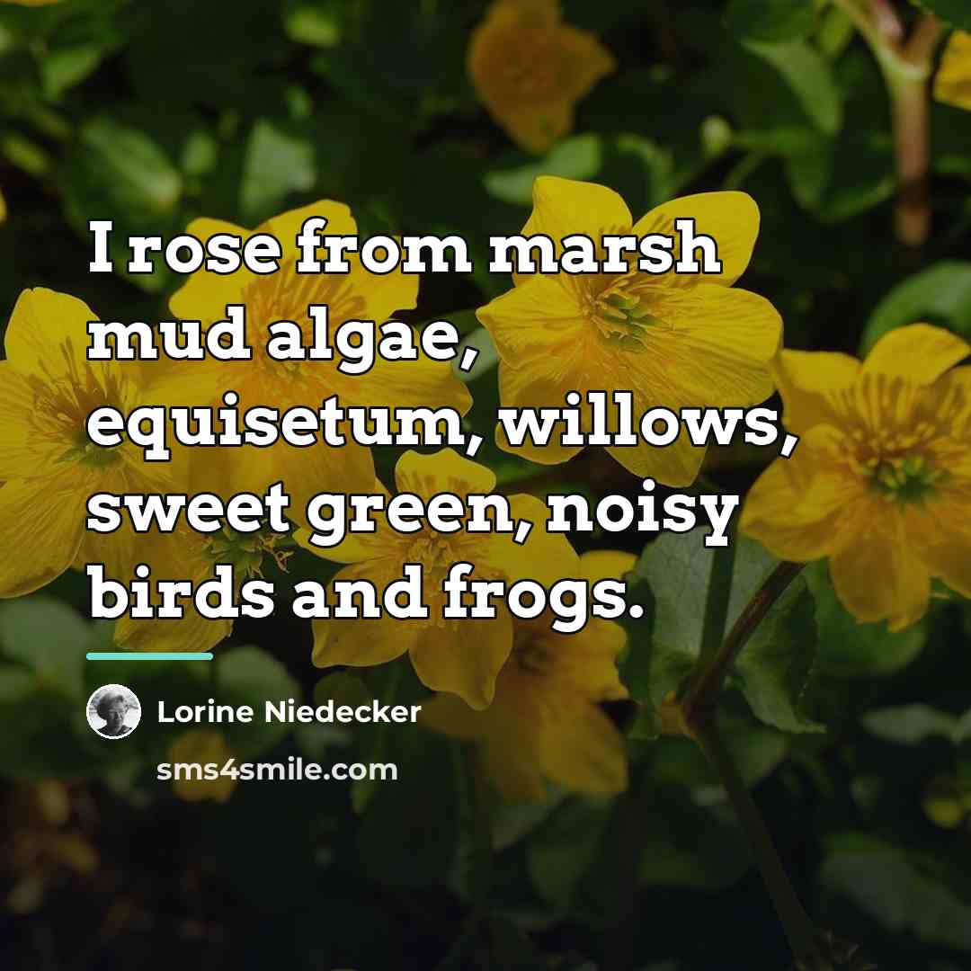 “I rose from marsh mud algae, equisetum, willows, sweet green,…” quote by Lorine Niedecker