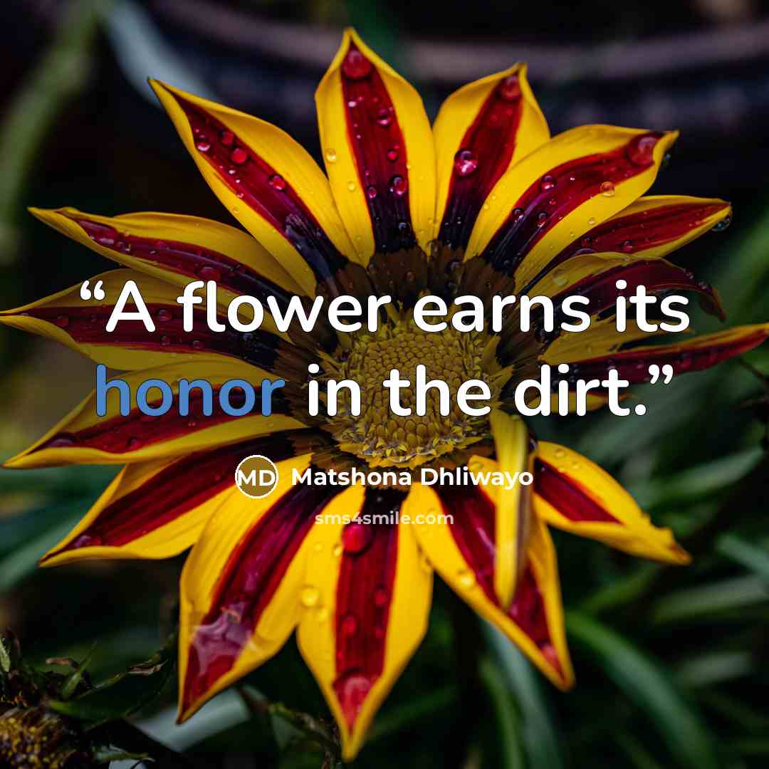 “A flower earns its honor in the dirt.” quote by Matshona Dhliwayo