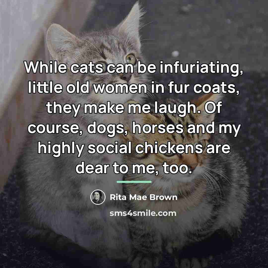 “While cats can be infuriating, little old women in fur…” quote by Rita Mae Brown
