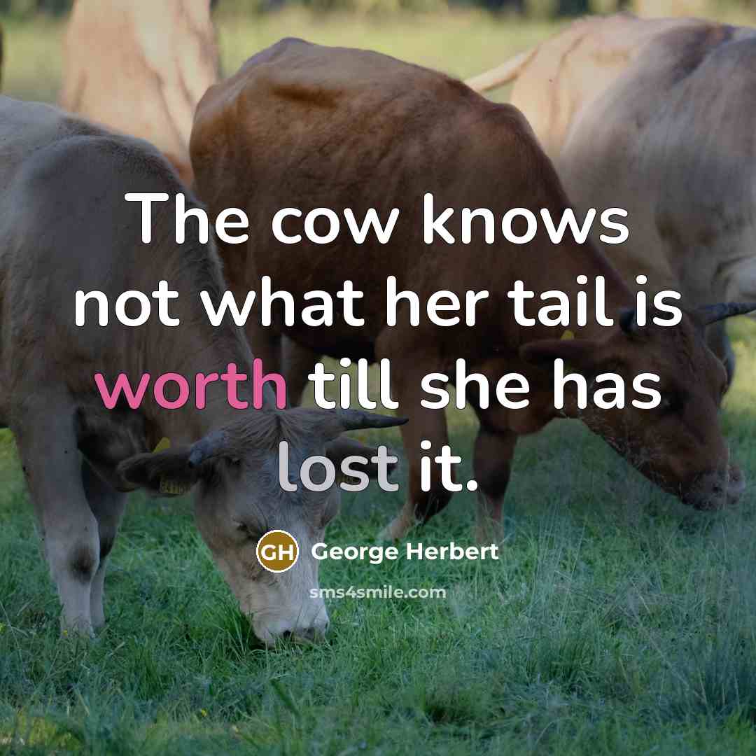 “The cow knows not what her tail is worth till…” quote by George Herbert