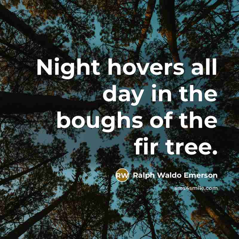 “Night hovers all day in the boughs of the fir…” quote by Ralph Waldo Emerson