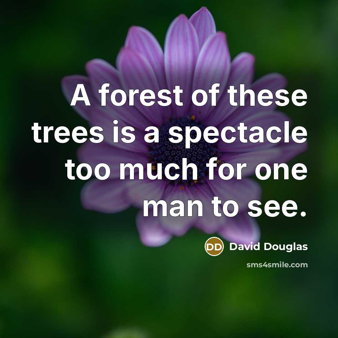 “A forest of these trees is a spectacle too much…” quote by David Douglas