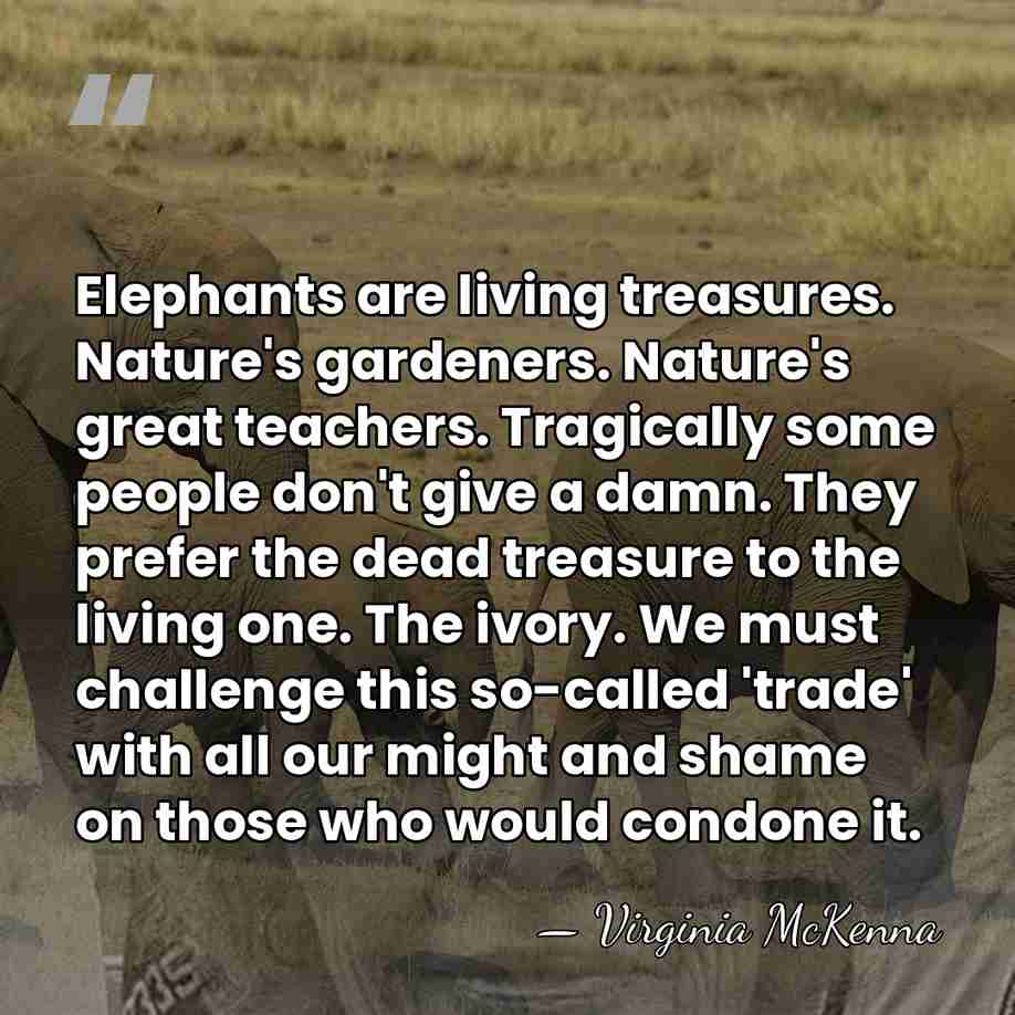 Elephants are living treasures. Nature's gardeners. Nature's great teachers. Tragically some people&hellip; - Virginia McKenna