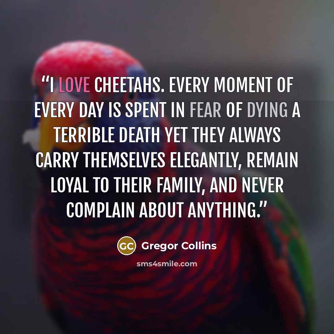 “I love cheetahs. Every moment of every day is spent in fear of dying a terrible death yet they always carry themselves elegantly, remain loyal to their family, and never complain about anything.” quote by Gregor Collins