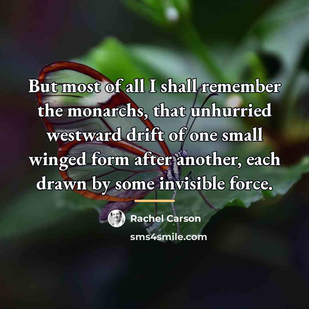 “But most of all I shall remember the monarchs, that…” quote by Rachel Carson
