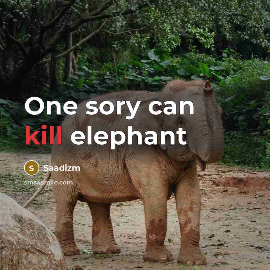 “One sory can kill elephant…” quote by Saadizm