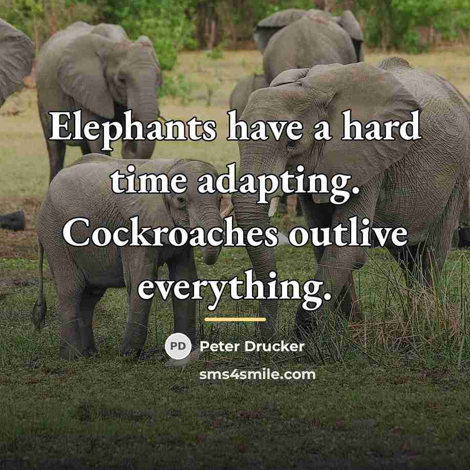 “Elephants have a hard time adapting. Cockroaches outlive everything.…” quote by Peter Drucker