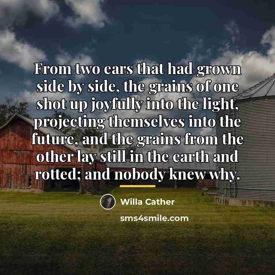 “From two ears that had grown side by side, the…” quote by Willa Cather