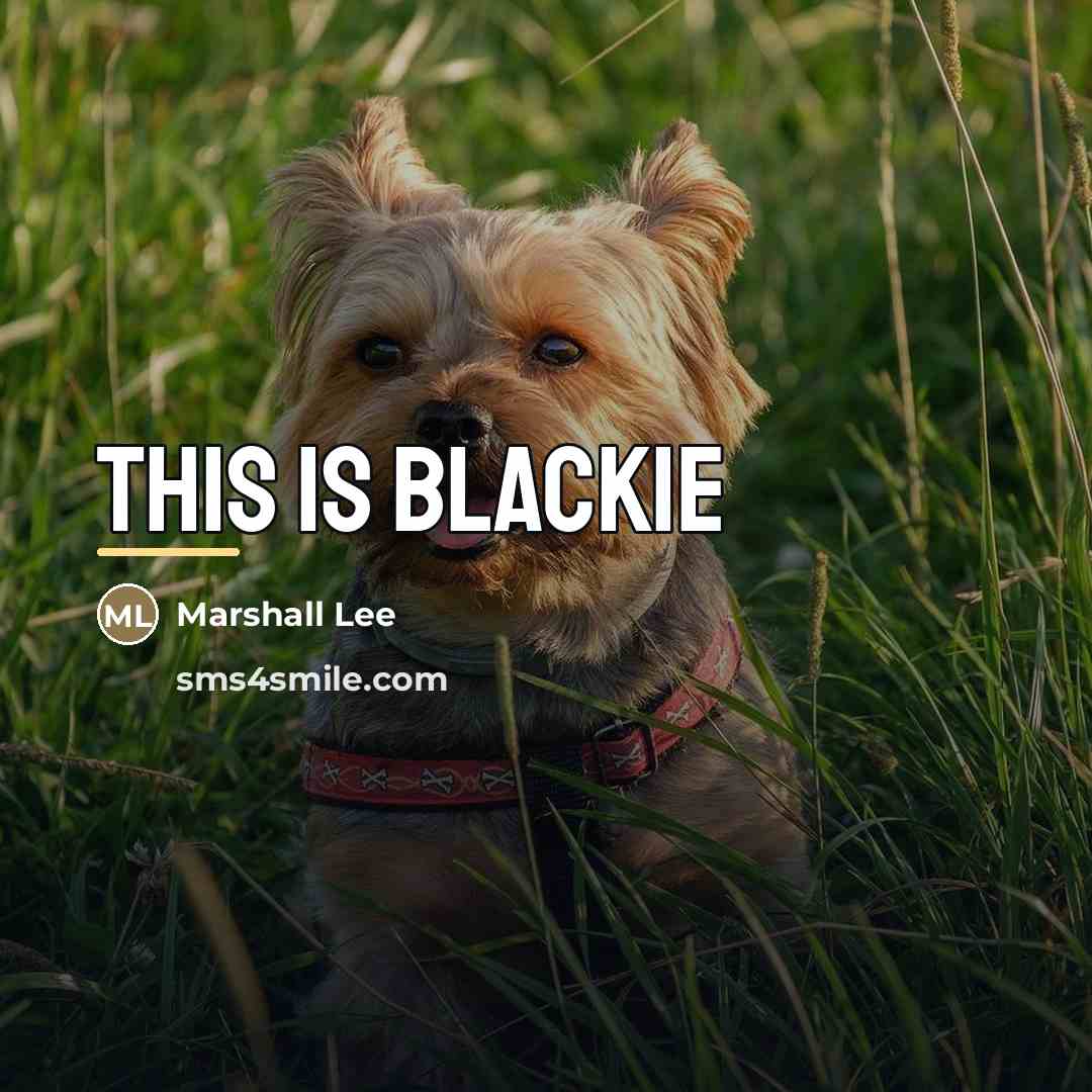 “This is blackie…” quote by Marshall Lee
