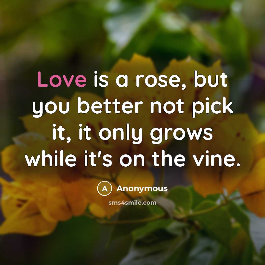 “Love is a rose, but you better not pick it,…” quote by Anonymous