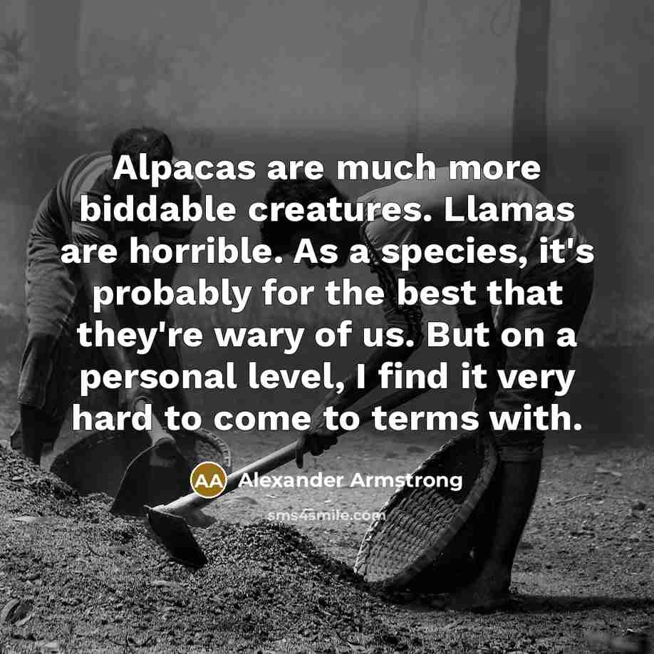 “Alpacas are much more biddable creatures. Llamas are horrible. As a species, it's probably for the best that they're wary of us. But on a personal level, I find it very hard to come to terms with.” quote by Alexander Armstrong