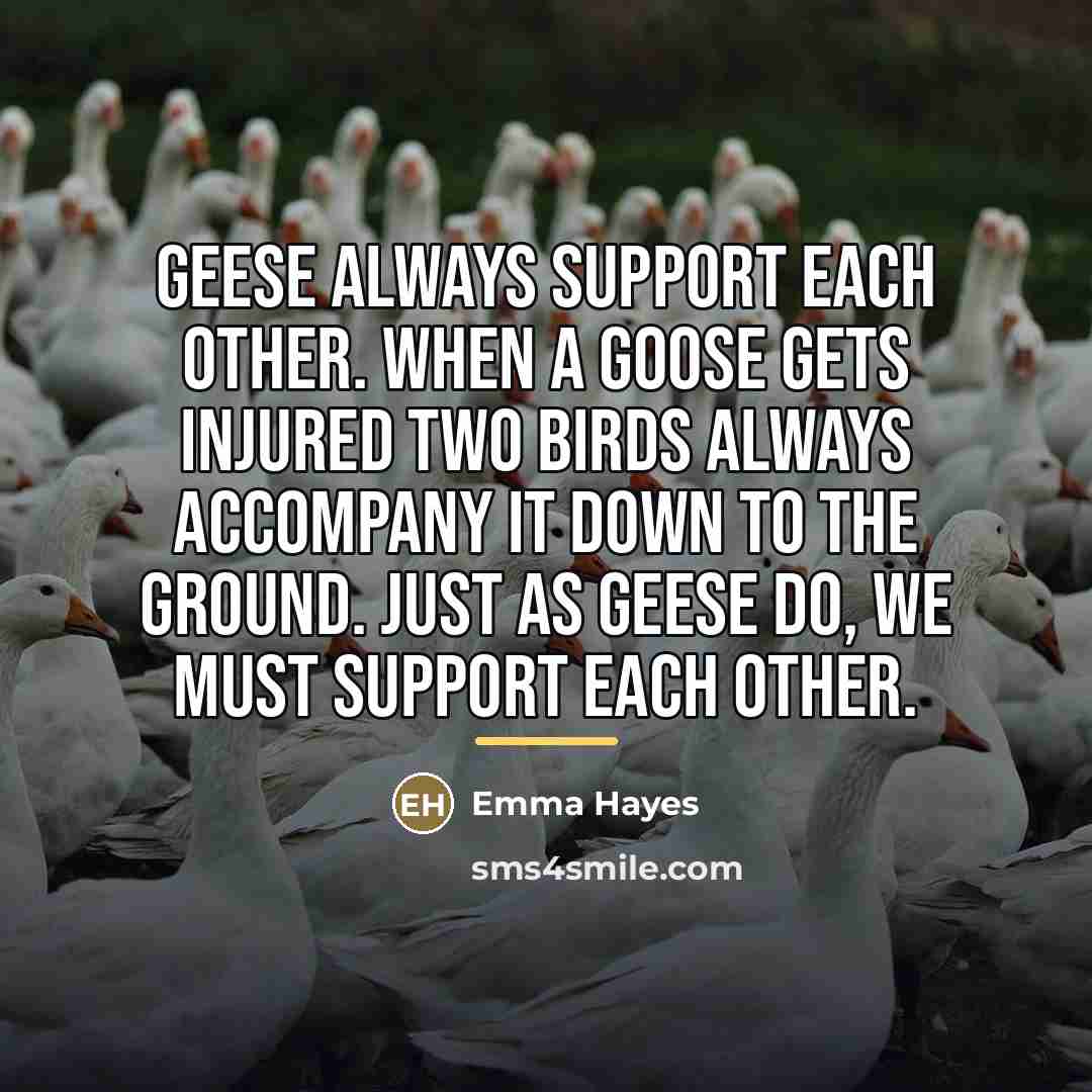 “Geese always support each other. When a goose gets injured…” quote by Emma Hayes
