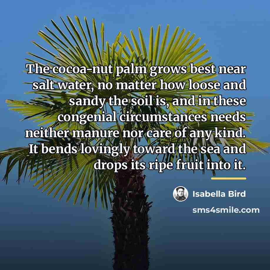 “The cocoa-nut palm grows best near salt water, no matter…” quote by Isabella Bird