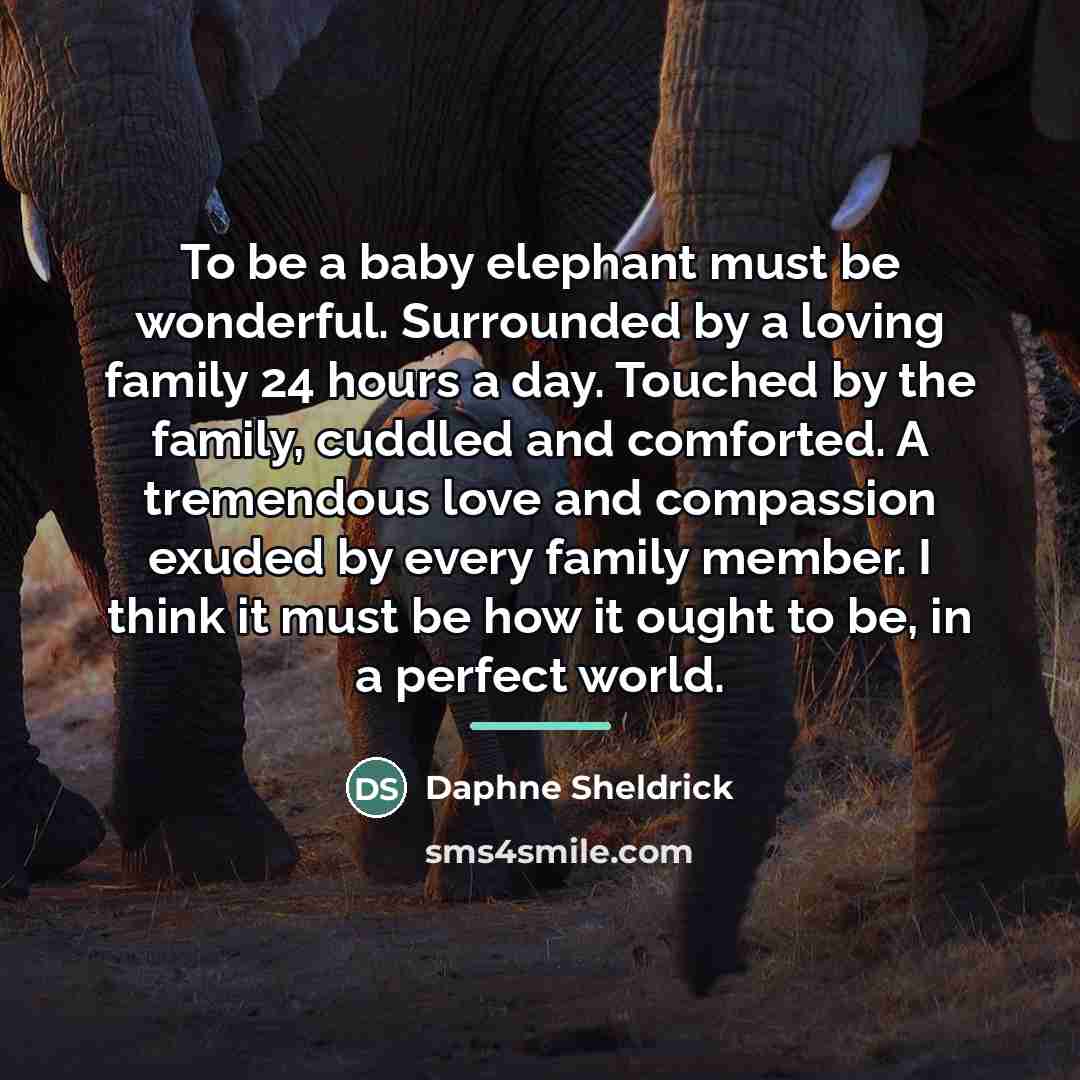 “To be a baby elephant must be wonderful. Surrounded by…” quote by Daphne Sheldrick