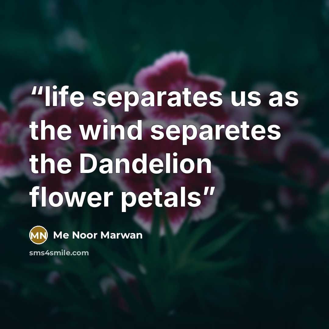 “life separates us as the wind separetes the Dandelion flower petals” quote by Me Noor Marwan