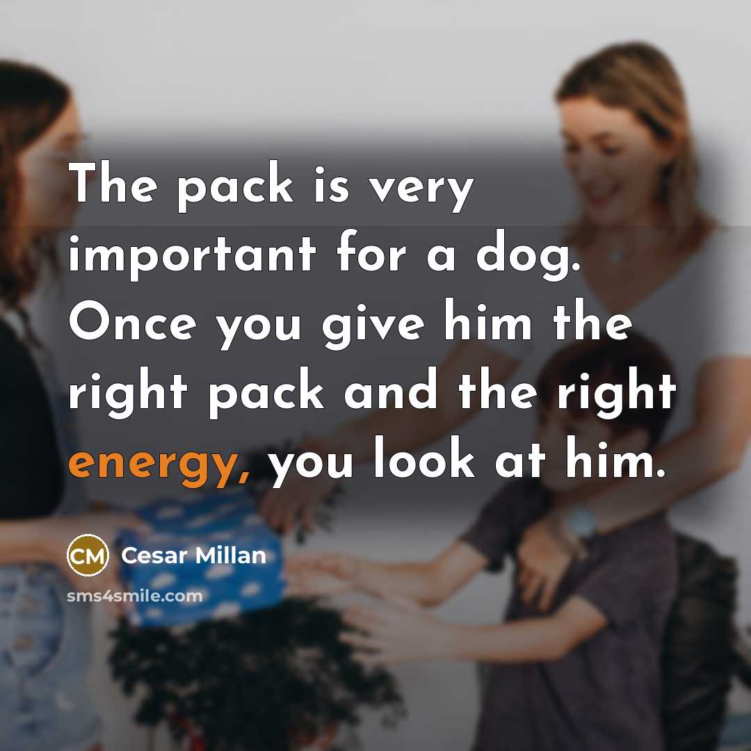 “The pack is very important for a dog. Once you…” quote by Cesar Millan