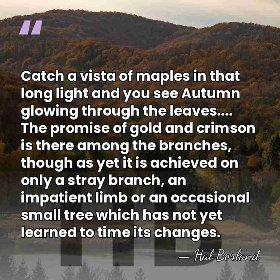 Catch a vista of maples in that long light and you see&hellip; - Hal Borland
