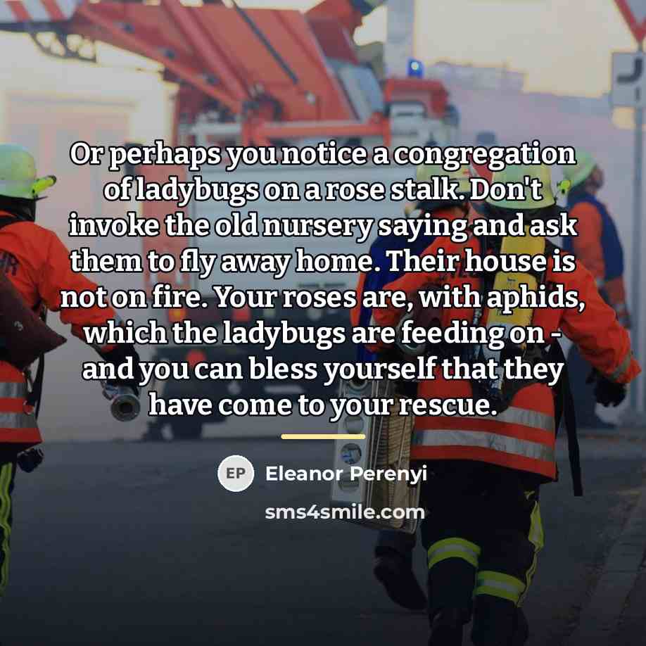 “Or perhaps you notice a congregation of ladybugs on a…” quote by Eleanor Perenyi